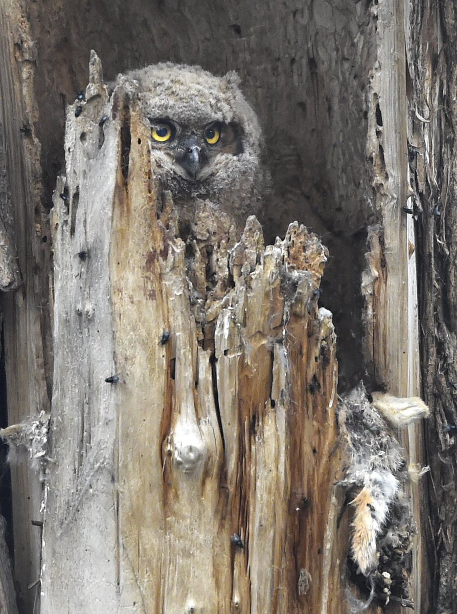 OnlyInBoulder's tweet photo. Cute pic of a Great Horned owl baby in its nest, in #BoulderCO
https://t.co/ZvZMV4kfjn
(📸: @jpapasso
#BoulderWildlife #Owls #ColoradoUntamed