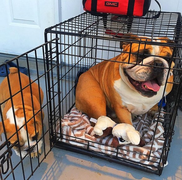 Dogtraining33's tweet photo. #HowToCrateTrainAPuppy: Housebreak Your #Puppy Fast  click https://t.co/oA3uj7dR3A https://t.co/j6XNwAzXcX