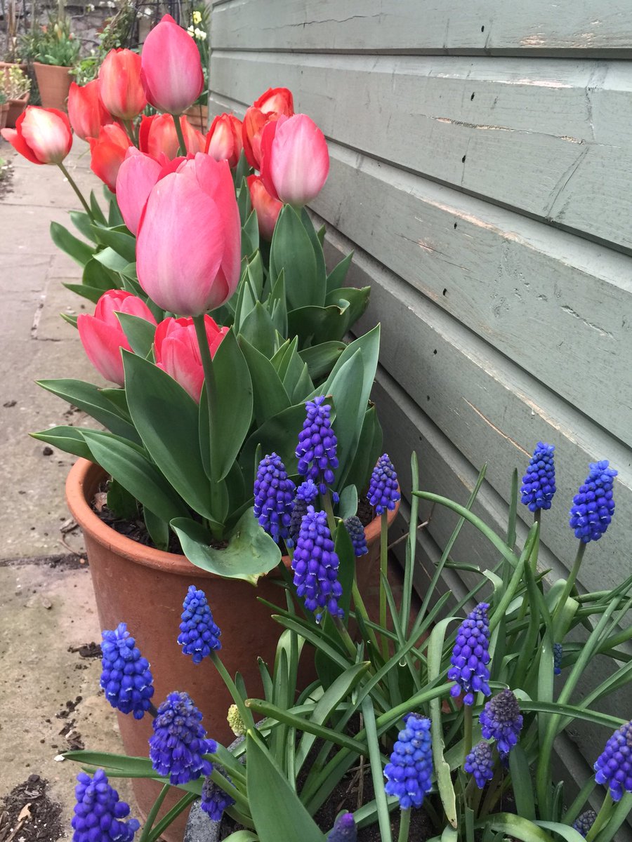 johninbrighton's tweet photo. Spring flowers #Brighton #garden https://t.co/BhVzu5ScGq
