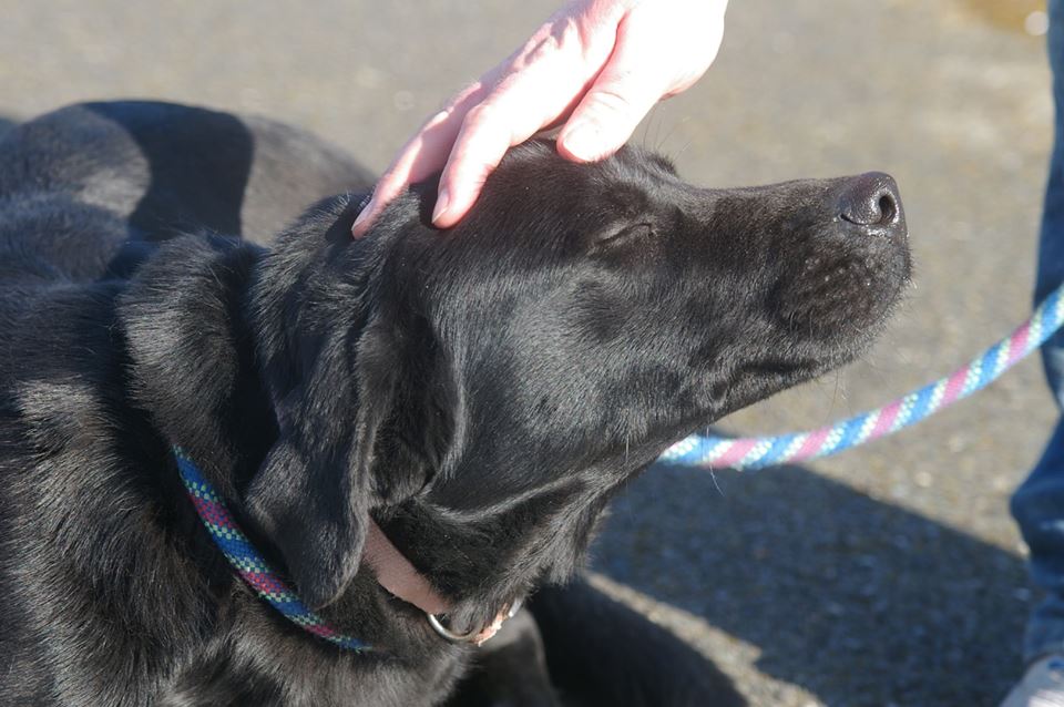 Spike &amp;
Monday &amp;
Sky &amp;
Charly &amp;
Feeby &amp;
Harvey &amp;
Tiggy &amp;
Dutch &amp;
Sam &amp;
Ted…all still looking goo.gl/OzeBNP