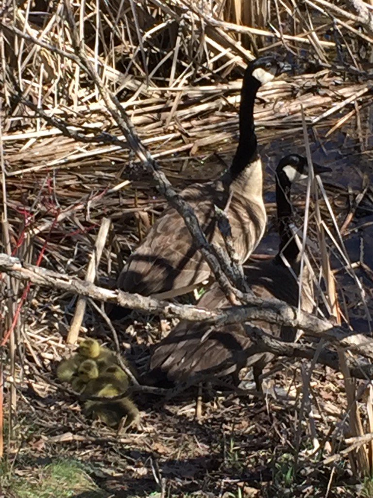 smiller_mtb's tweet photo. It's springtime! #2016spring https://t.co/VH11D5e3za