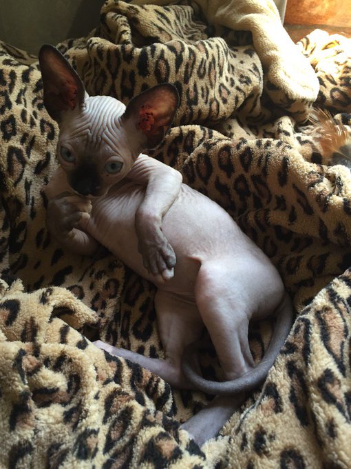 😽😽😽 sweetest baby!!! https://t.co/1Ypxs0ucGr<a href="/tag/tbt"class="tags"><span>#tbt</span></a><a href="/tag/awfulbangs"class="tags"><span>#awfulbangs</span></a><a href="/tag/upsthepunx"class="tags"><span>#upsthepunx</span></a>