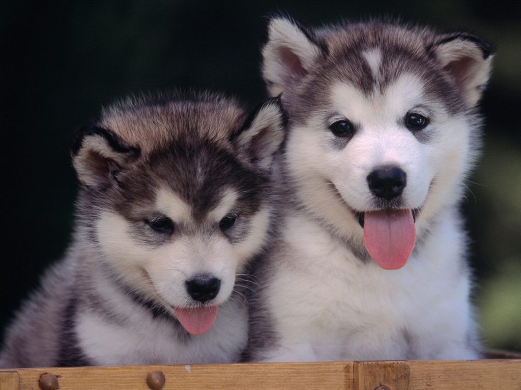 iRazasdePerros's tweet image. Raza: Alaskan Malamute
Origen Alaska
Peso: 31 a 37 Kg
Tamaño: Grande
Carácter: Juguetón Devoto Leal Amigable Digno