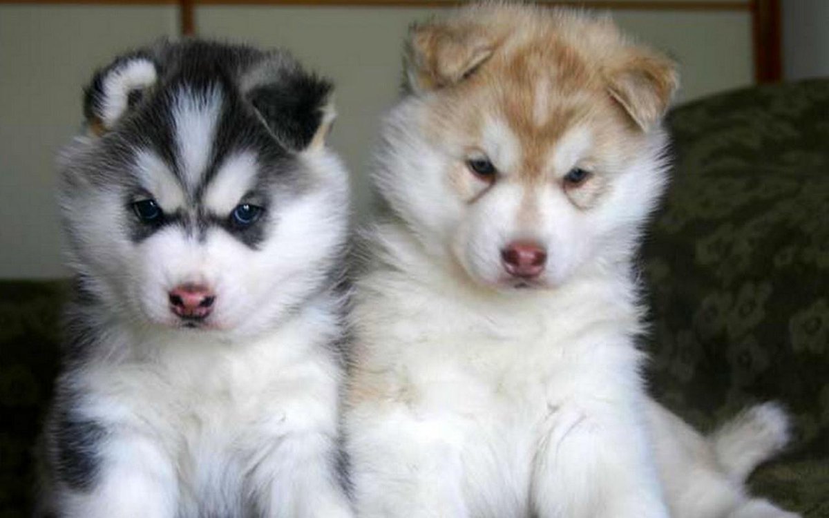iRazasdePerros's tweet image. Raza: Alaskan Malamute
Origen Alaska
Peso: 31 a 37 Kg
Tamaño: Grande
Carácter: Juguetón Devoto Leal Amigable Digno