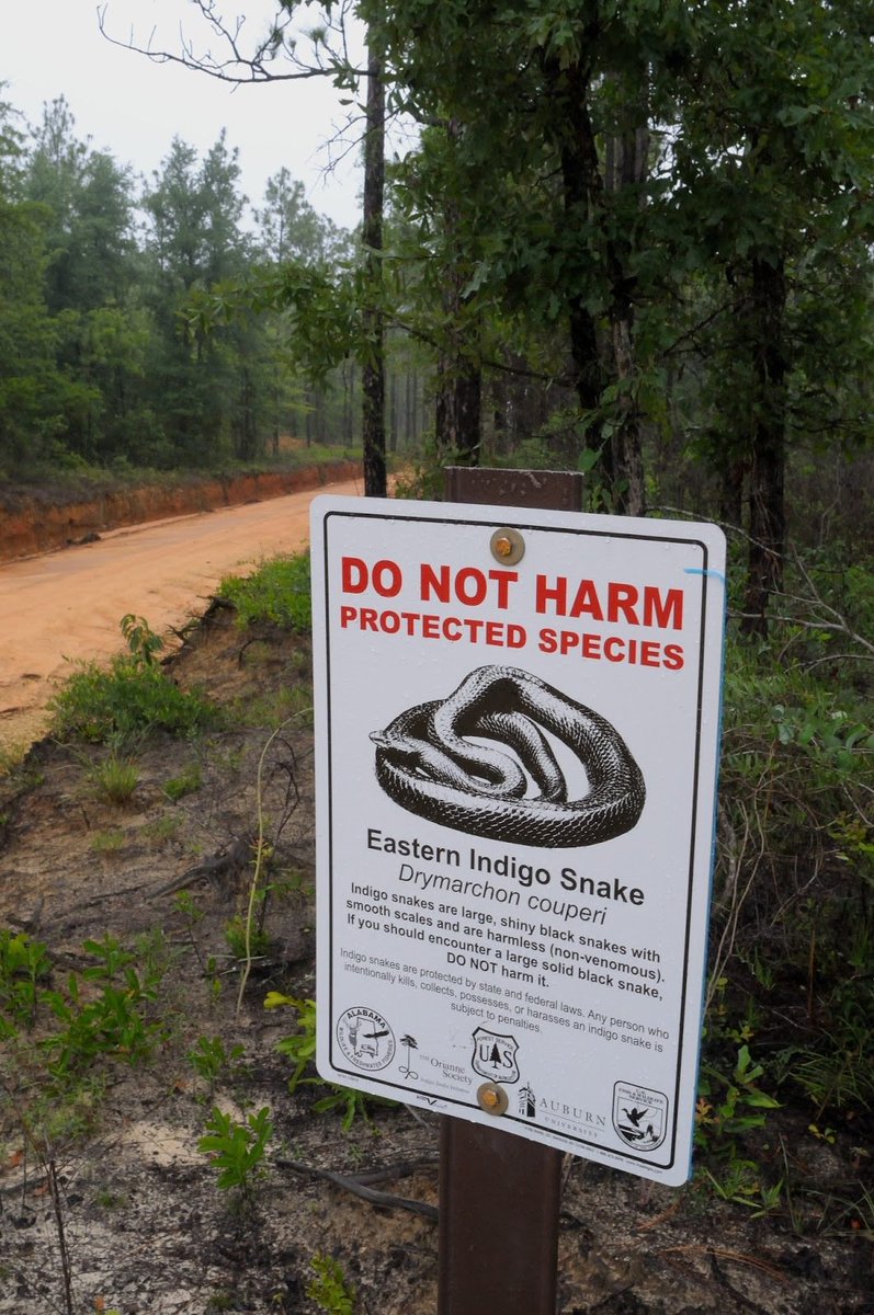 _SamHouston_'s tweet photo. So modern settlers are urged to live among snakes? How times indeed have changed! https://t.co/rTqwFhxCjC