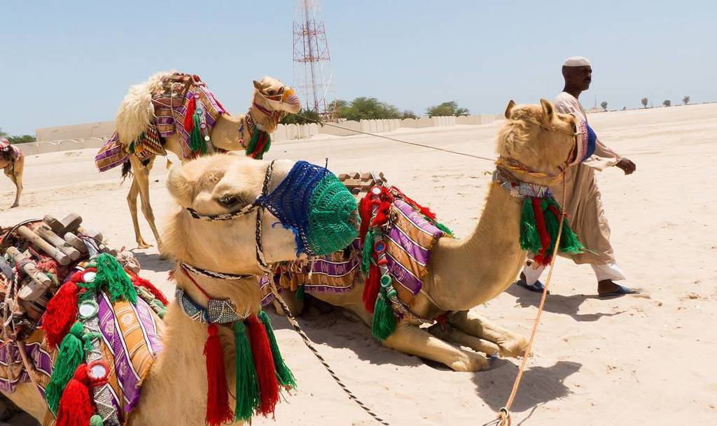 Habitantes de Qatar 🐪🐪 #MVPqatar #ViajeDoha2016 #QatarAirways #Qatar #Doha #travel #traveling #instatravelhub #holi…