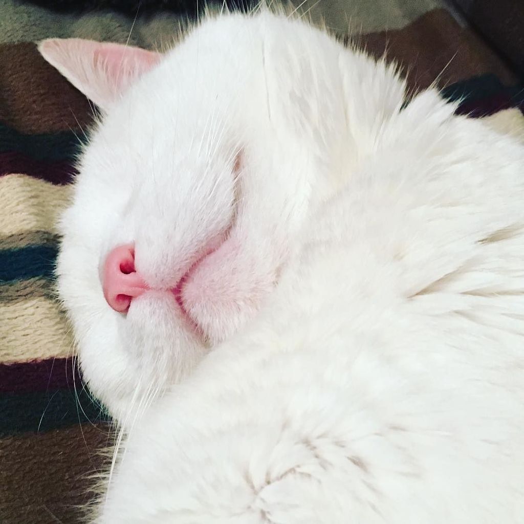 catladybox's tweet photo. #caturday close-up #sleepsmiling shot.
#yourewelcome #tunadreams #catswelove
---
// Louie knows how to cat @rippycat https://t.co/rOezoZSsL3