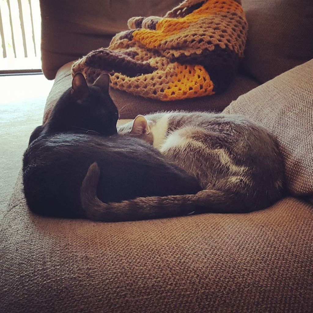 jakedimare's tweet photo. It's a #kittycuddlepuddle https://t.co/1LeVTvaVMD https://t.co/yl3kN4cePC