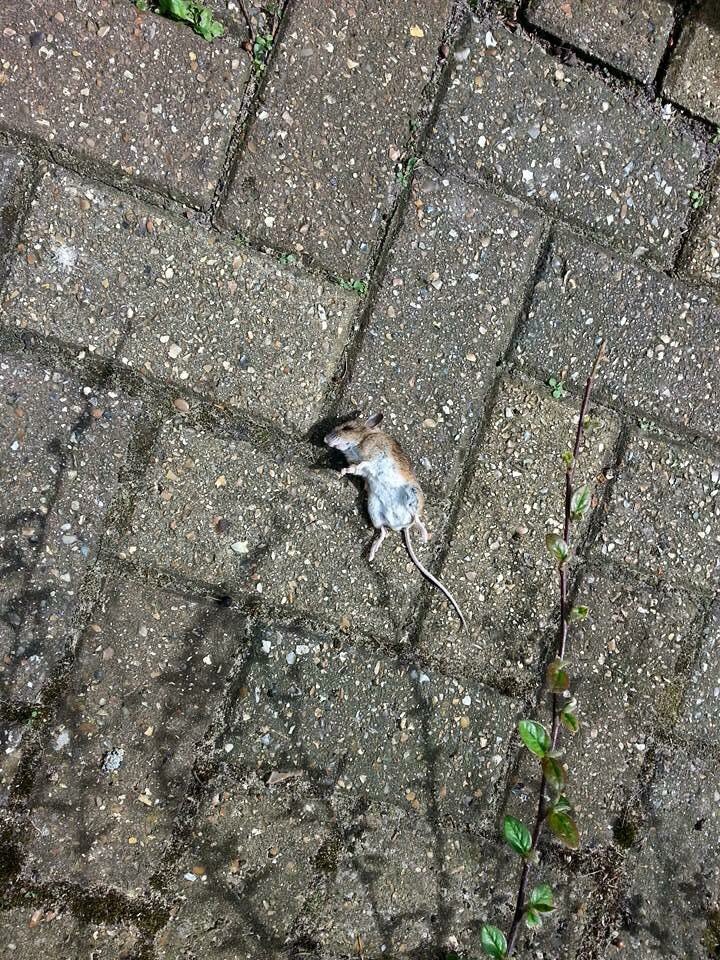 SClub7bringback's tweet photo. Another celebrity dead R.I.P Stuart Little you were a huge part of my childhood https://t.co/whmvK44SpS
