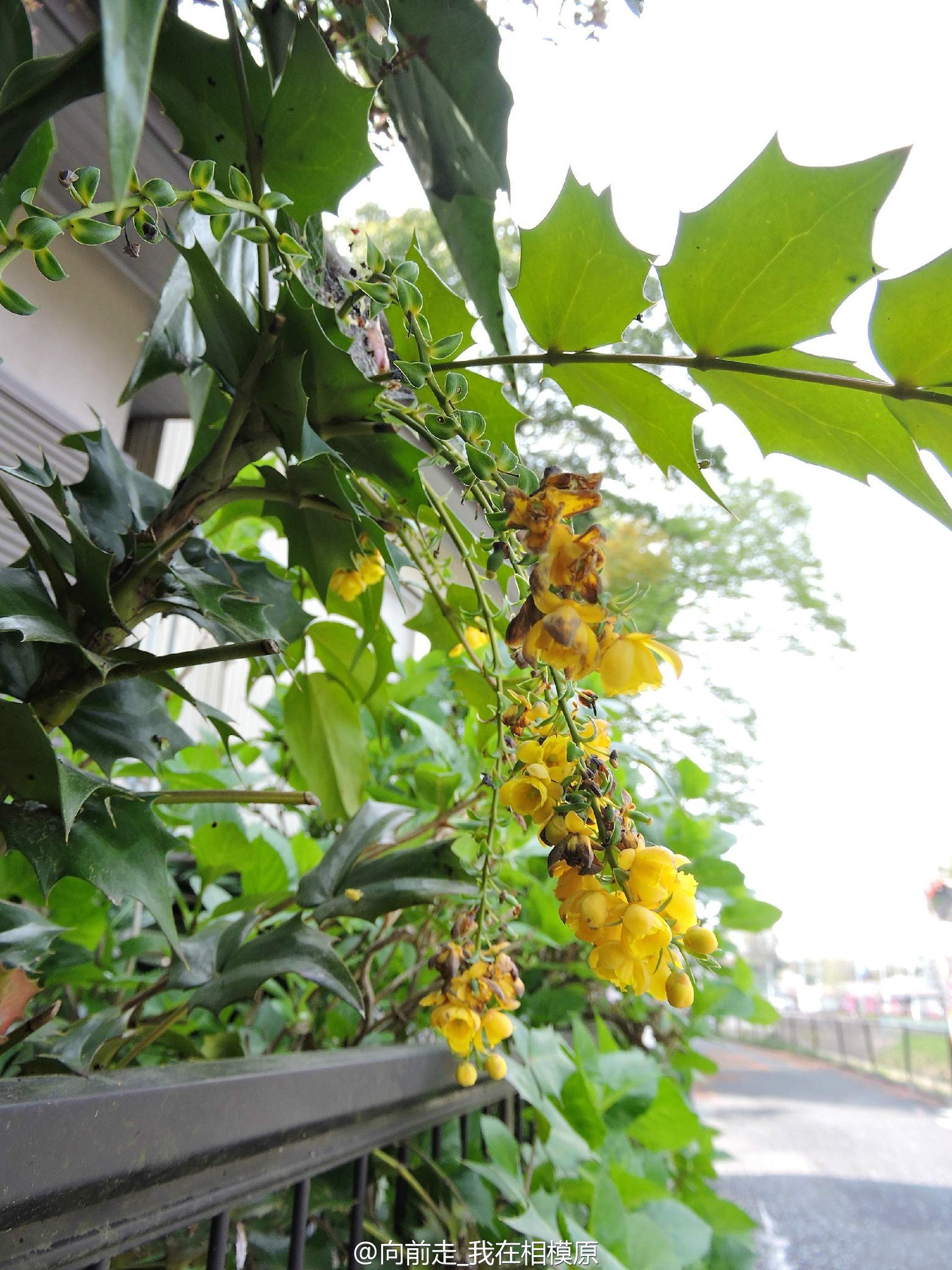 箱根山居のいろいろon Twitter 柊树也叫刺桂 木犀科木犀属 幼叶有刺状锯齿 很像枸骨 Ilex Cornuta 柊南天 指其叶似柊 树 而挂果形态如南天竹的意思 T Co Czhknf9gql Twitter