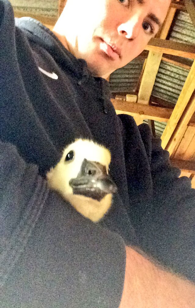 Dylan_Lew2's tweet photo. So I caught a baby goose today #Gary #parentslosthim #FindingGary https://t.co/7gmXe8RlVW