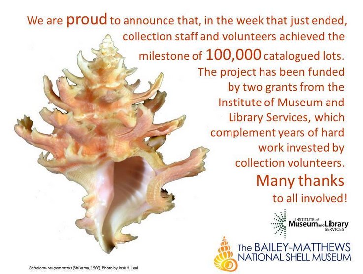 conchinhas's tweet image. The Bailey-Matthews National Shell Museum (Florida) shellmuseum.emc2webs.com/collection/ #Sanibel #Florida #ShellMuseum #mollusc