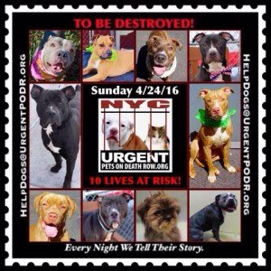 southernpride50's tweet photo. 10 DOG BABIES 
#NYC

TO BE DESTROYED 04/24/16 

https://t.co/6ZMNeBWe6R https://t.co/rTMmBYHylW