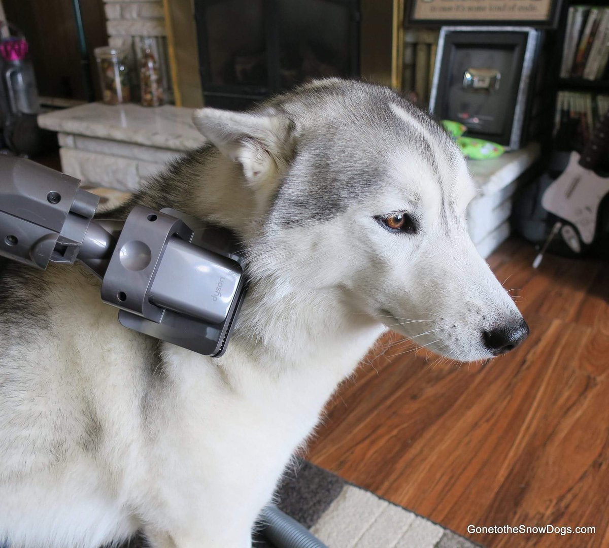 Gone2theSnowDog's tweet photo. Flat ears and all! Memphis loves it when we use the @dyson grooming tool on her. 
#dyson #dysondogs https://t.co/UPpLBzhthR