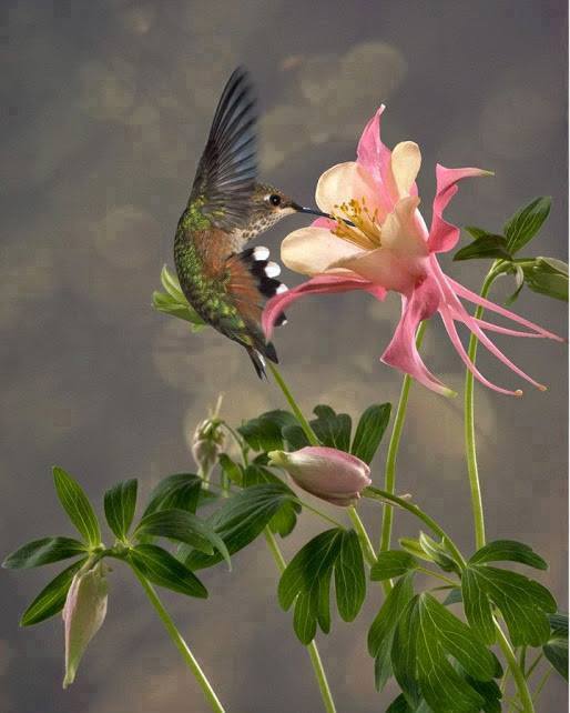 catarinalvim's tweet image. Que força é essa, linda flor?
Que se anuncia sem pudor
Que faz o mundo se inclinar
Só pra poder te admirar

Via: OTM