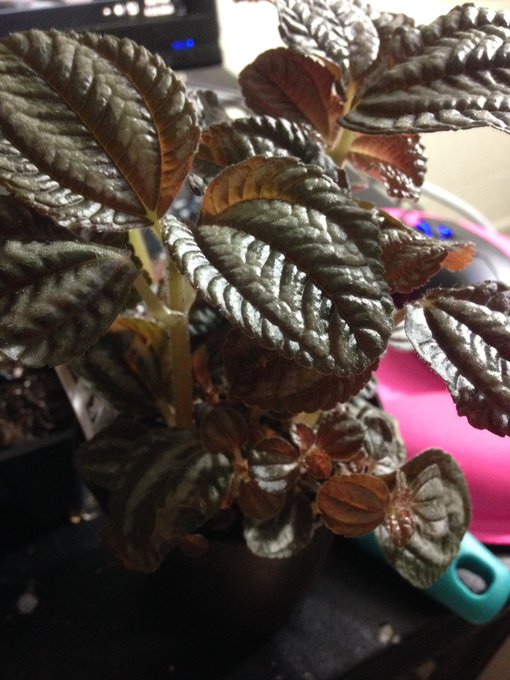 My pilea cadierei. The leaves are metallic and it has amazing textures! https://t.co/ug0u3qu04i<a href="/tag/rt"class="tags"><span>#rt</span></a>
