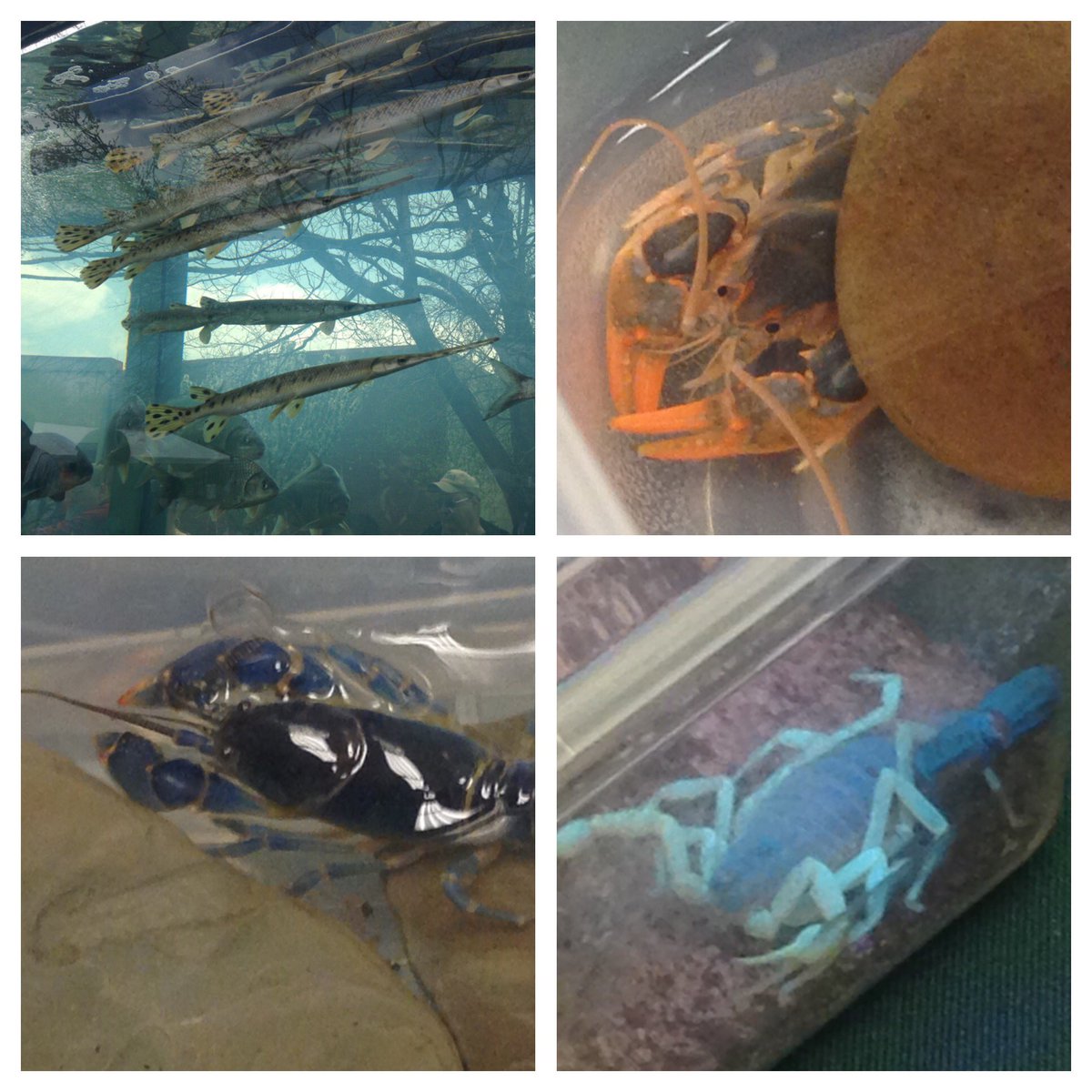 fowl_love's tweet photo. Lots of nerdy #biology fun at #mbdoh2016 today! #Afroduck lives on at the Museum of Biological Diversity at #OSU! https://t.co/TAJgcVi3OE