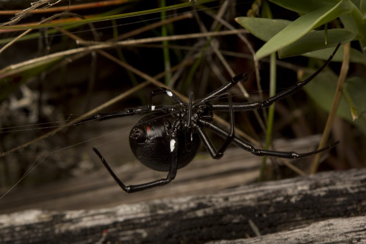 Cataranea's tweet image. Getting pretty good at painting black widows. We&apos;ve got &amp;gt;100 spiders marked with unique codes now! #FieldWorkWin