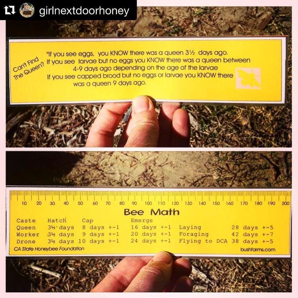 HoneyLove on Twitter ""My beekeeper friend made this awesome bee math