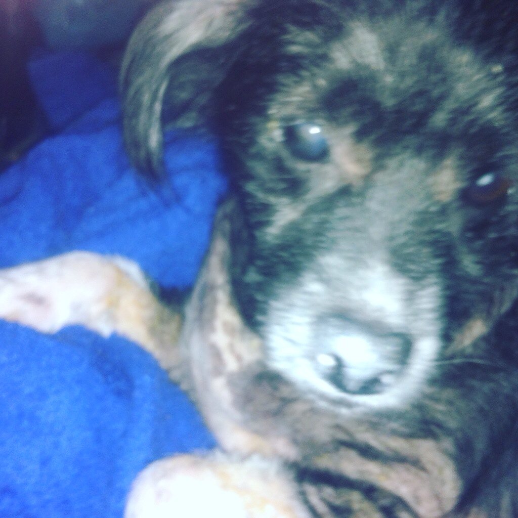 djmaggielondon's tweet image. 😢 She's gone! My little princess , my blind angel, my sweet friend 🐺👑🐾‼️ 💔