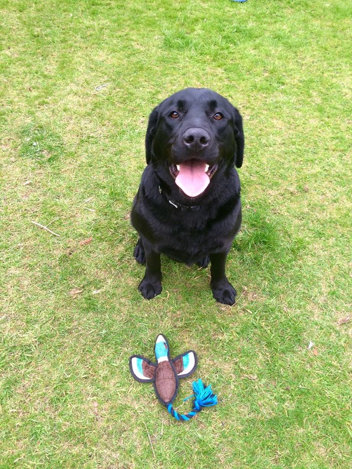 Spike &amp;
Monday &amp;
Sky &amp;
Charly &amp;
Feeby &amp;
Harvey &amp;
Tiggy &amp;
Dutch &amp;
Sam &amp;
Ted…all still looking goo.gl/OzeBNP