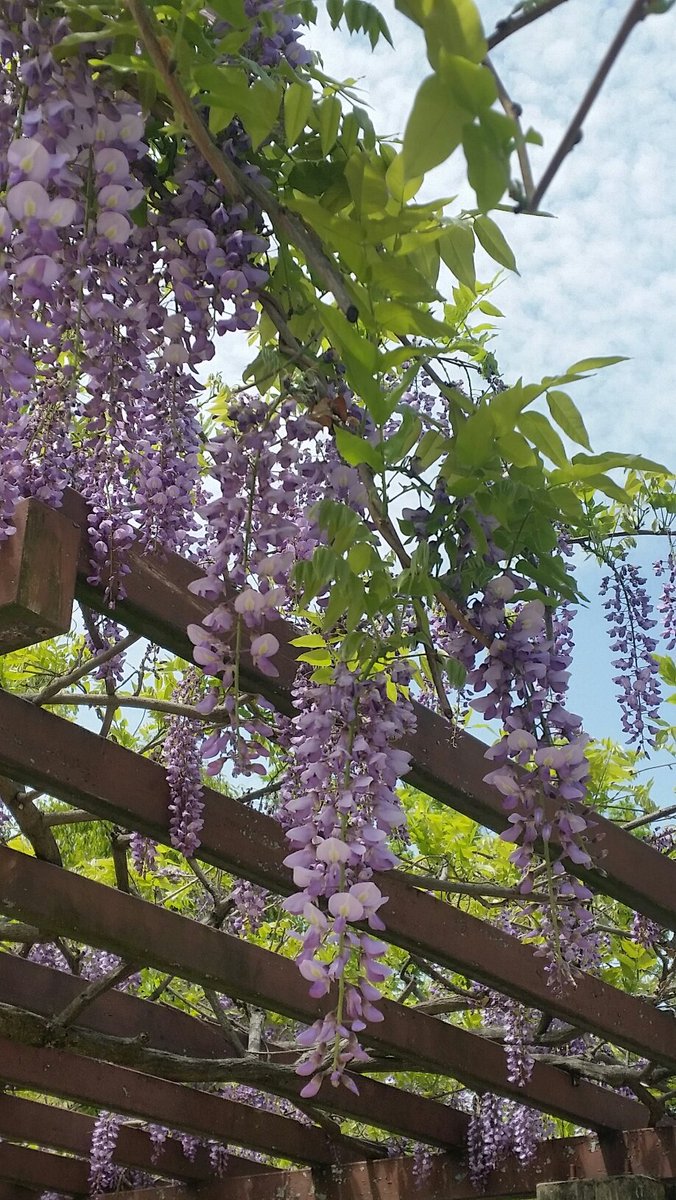 宮嶋良造 後援会ニュースを配りながら 3つの公園で藤の花がきれいに咲いていましたのでパチリ 兜台4丁目のふじだな公園 相楽台9丁目の土師山公園 相楽台6丁目のさがらか山公園の3か所です