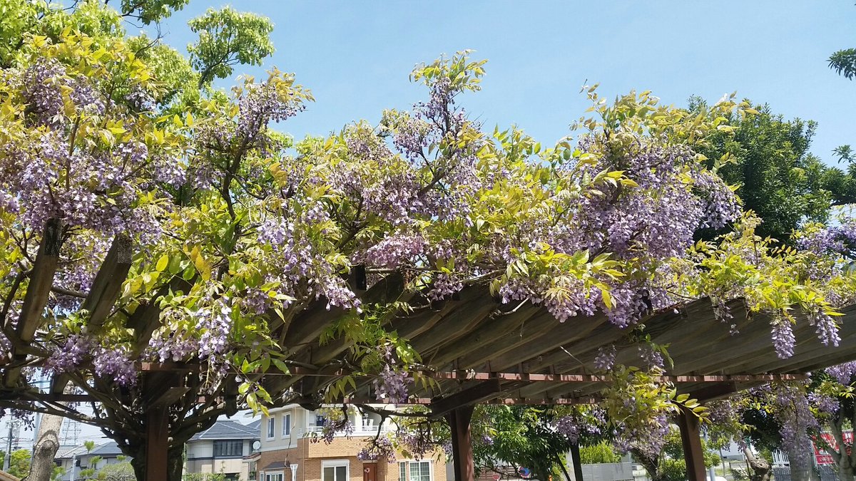 宮嶋良造 後援会ニュースを配りながら 3つの公園で藤の花がきれいに咲いていましたのでパチリ 兜台4丁目のふじだな公園 相楽台9丁目の土師山公園 相楽台6丁目のさがらか山公園の3か所です