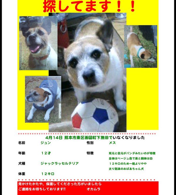 Tiki على تويتر 4 14 熊本熊本市でわんちゃん 犬 ジャックラッセルテリアが行方不明のままだそうです 引き続きお願いいたします T Co Kqgyku9rzq 熊本 犬 保健所 行方不明