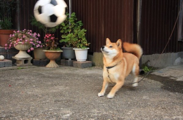 HashtagCuteness's tweet photo. Much sport, such ball, wow. https://t.co/2FASeRvUuf
