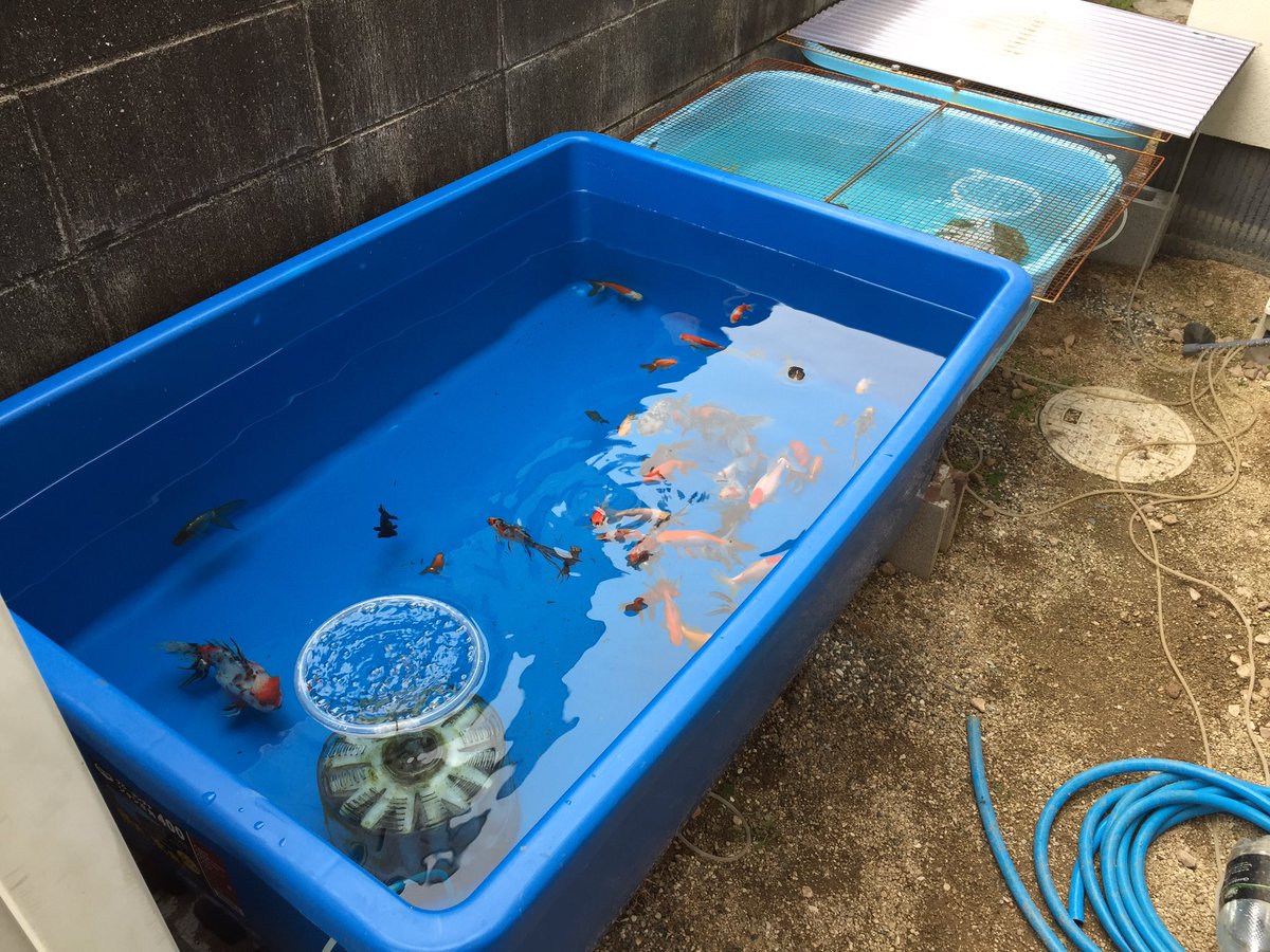 ミゲ ついに400lタライがやってきた 大阪らんちゅうと土佐錦以外の金魚を投入 これでタライの数が減って 水換えが楽になりそうです T Co 7hvjxjgr2o Twitter ミゲ ついに400lタライがやってきた 大阪らんちゅうと土佐錦以外の金魚を投入 これでタライの数が減って 水換えが楽になりそうです T Co 7hvjxjgr2o Twitter