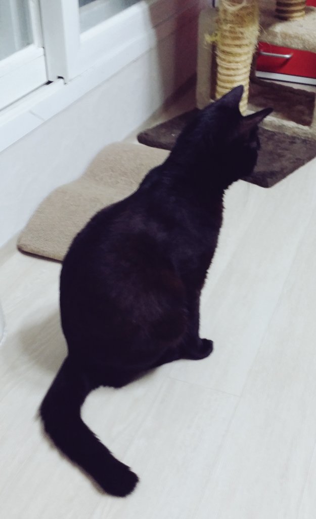 eMwithSHJW's tweet photo. 울괭이 뒷모습 성애... 핡핡 https://t.co/ySQwdxAD95