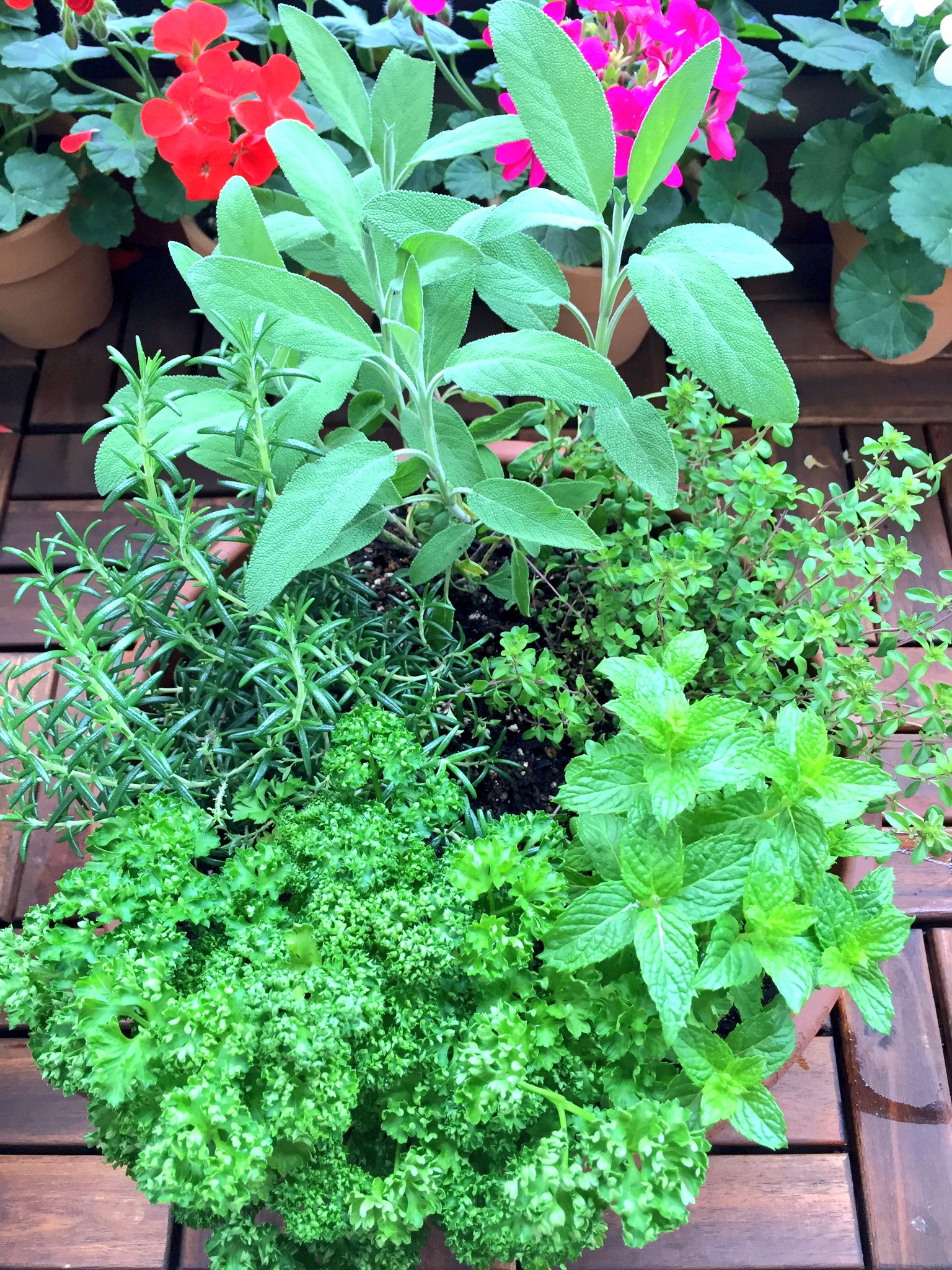 まいったねぇ ハーブの寄せ植えの完成 冬を越せるセージ ローズマリー タイム ミント パセリでひと鉢 冬を越せないバジルでひと鉢 繁殖力が強いミントを寄せ植えする時は一回り大きなビニールポットに入れてから土に植えると管理がしやすくなります
