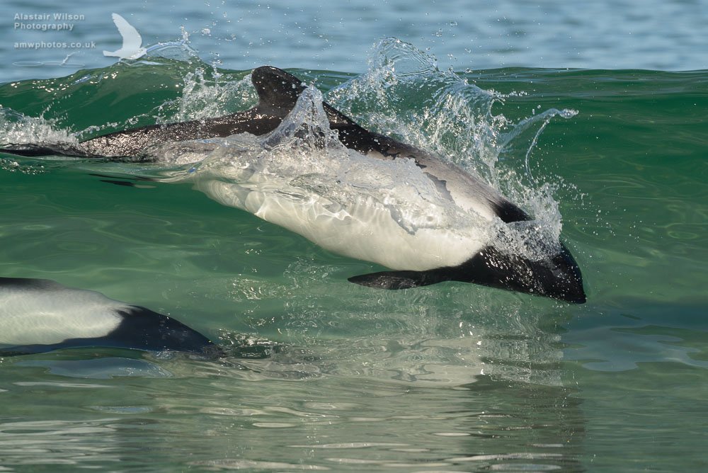 Commerson's dolphins surfing the waves at Bertha's beach, Falkland Islands <a href="/FI_Conservation/">Falklands Conservation</a>