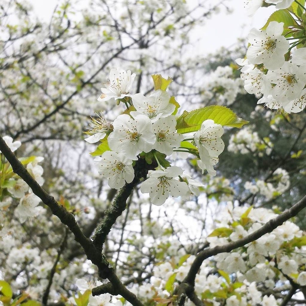 White cherry blossom... Bon dimanche #cerisier #printemps #cerisierdujapon #fleur #fleurdecerisier #hautsdeseine #t…