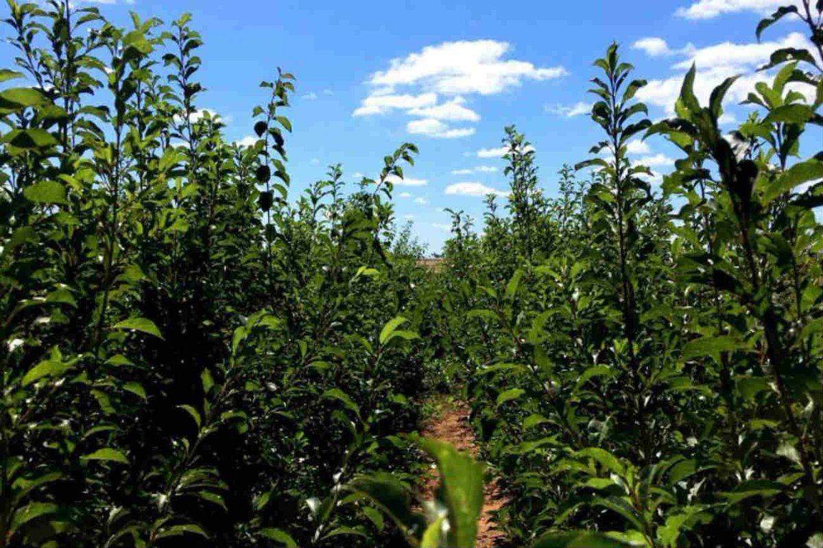 JRousseauXOXO's tweet photo. 'Superfood' Queen Garnet Plums to be produced organically for first time - ABC Online https://t.co/o7pmuCGEkw https://t.co/wJ8rqsu1hj