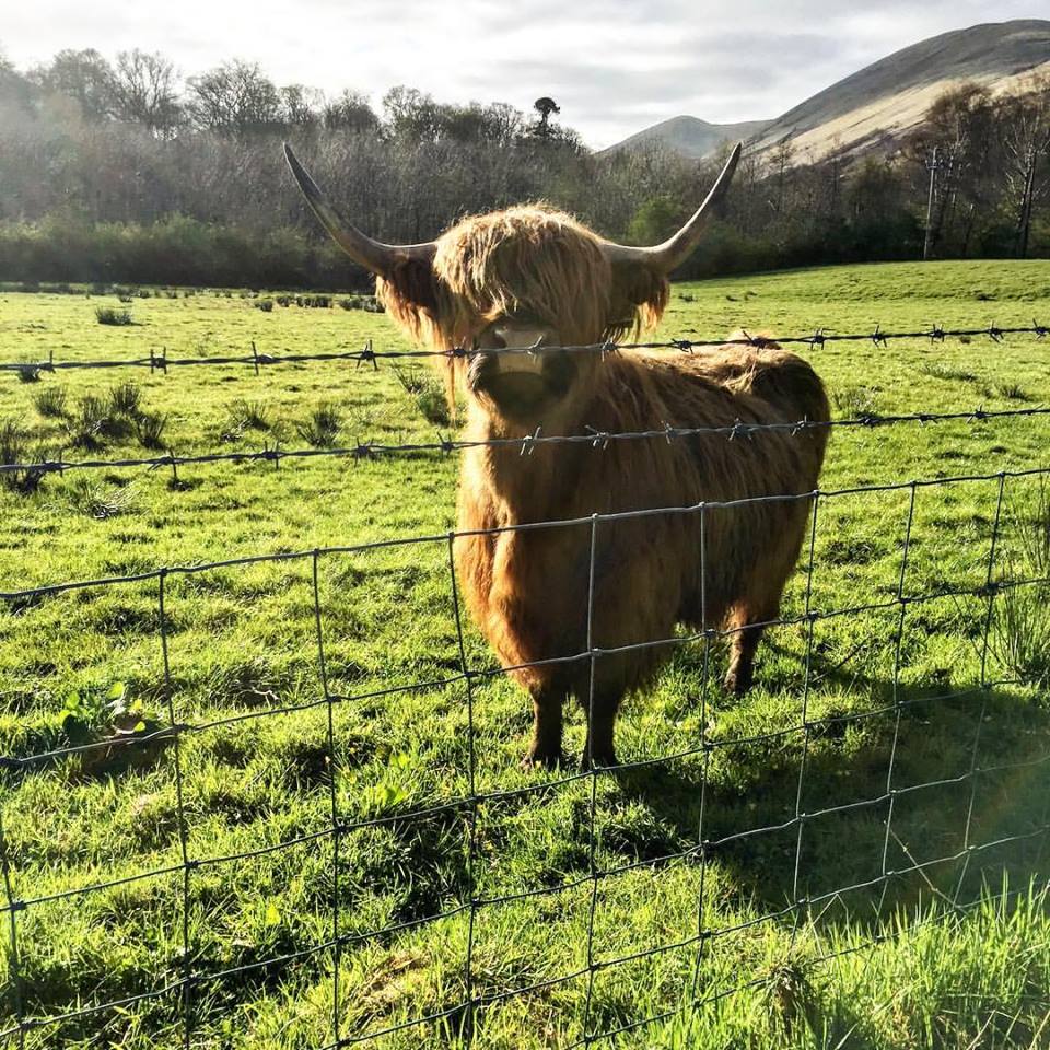 Highland Cows Mooriel &amp; Moorag have arrived <a href="/LochLomondArms/">LochLomondArms</a> help name their babies. Comp: facebook.com/LochLomondArms…