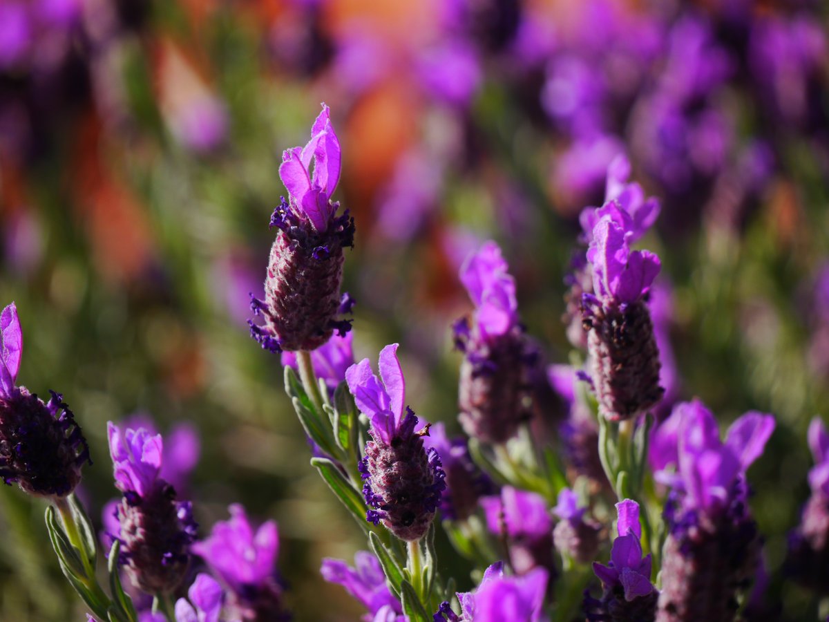 A sea of color.
Boldly gracing my front yard.
Here this #purple reigns.
 ~Shaeri ❤¸¸.•*¨*☆
#haiku  #flowers