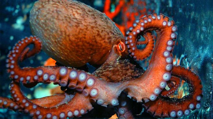 DanaZarva's tweet photo. The octopus (Octopus ) is a genus of cephalopod molluscs . The body has the shape of a bag .
#molusca cefalopoda https://t.co/bhUXccEwIl
