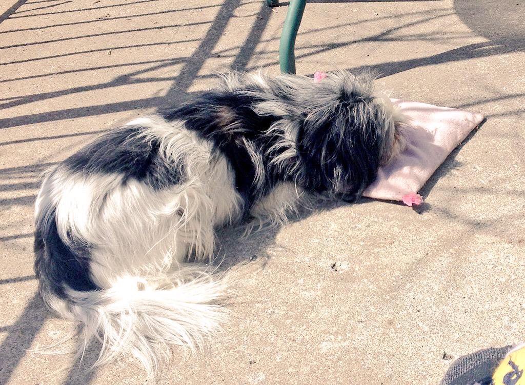 mollytheshihtz's tweet photo. Hooman, clear my schedule, cancel my meetings plz, I've decided to relax and nap all day🐾 #LazySunday https://t.co/oFgcs0offR