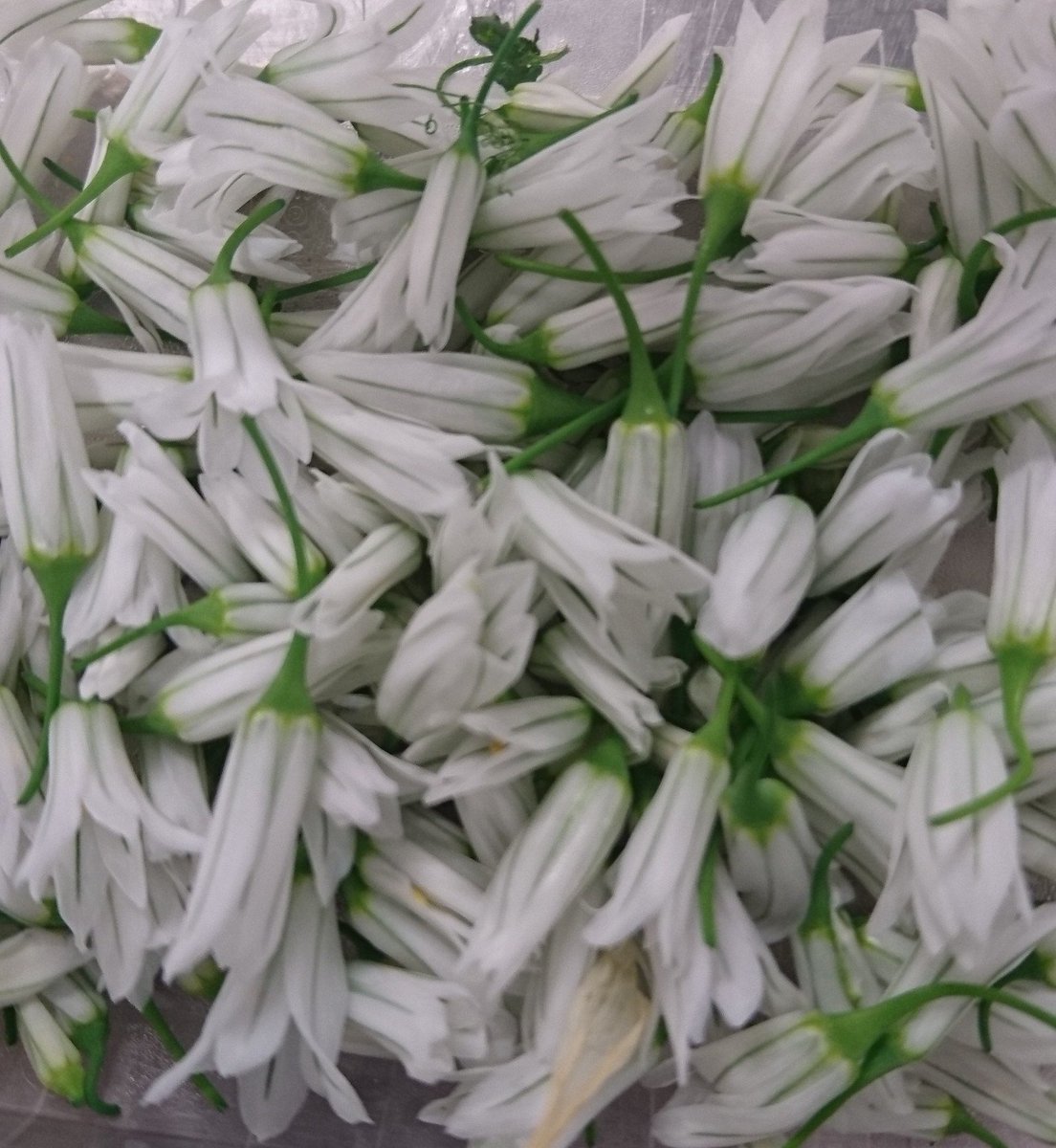 hostetvinum's tweet photo. #fleurs d'#ail et de #ciboulette parfument avec délicatesse, légèreté et style nos assiettes... https://t.co/AWQmdYR0Kg