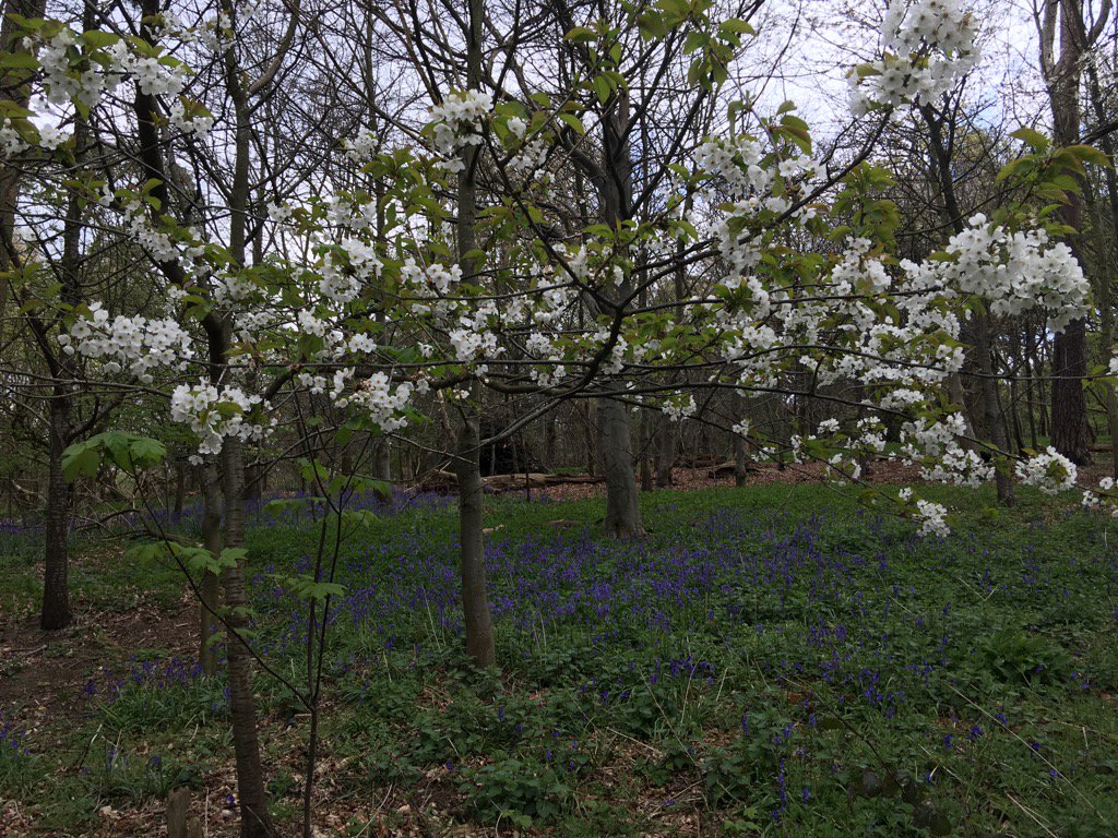 stuartsw4's tweet photo. Walking through chantry woods in Surrey. Lovely blossom and bluebells in evidence. https://t.co/ttCT6jD8R6