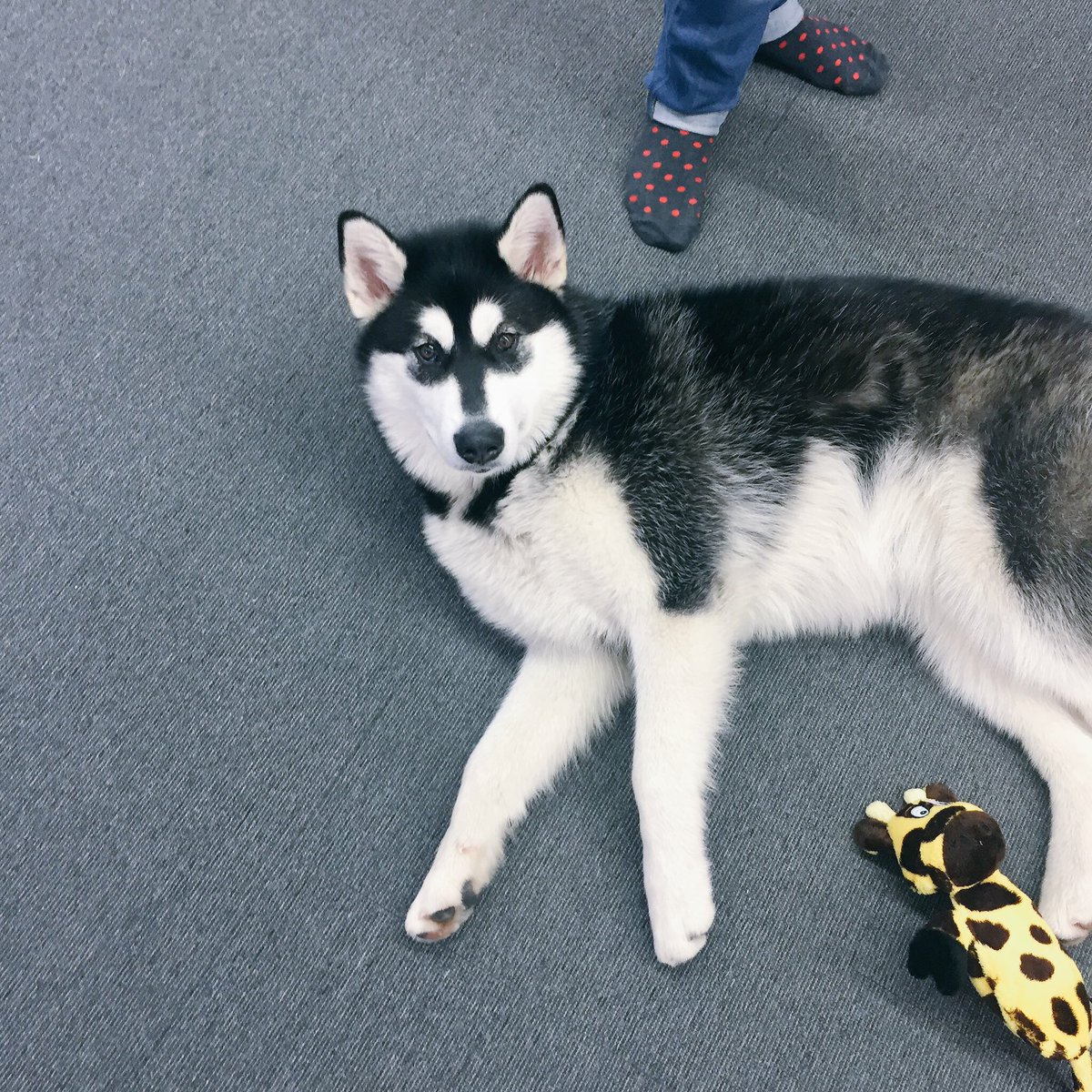 Dana Gamburg tweet media