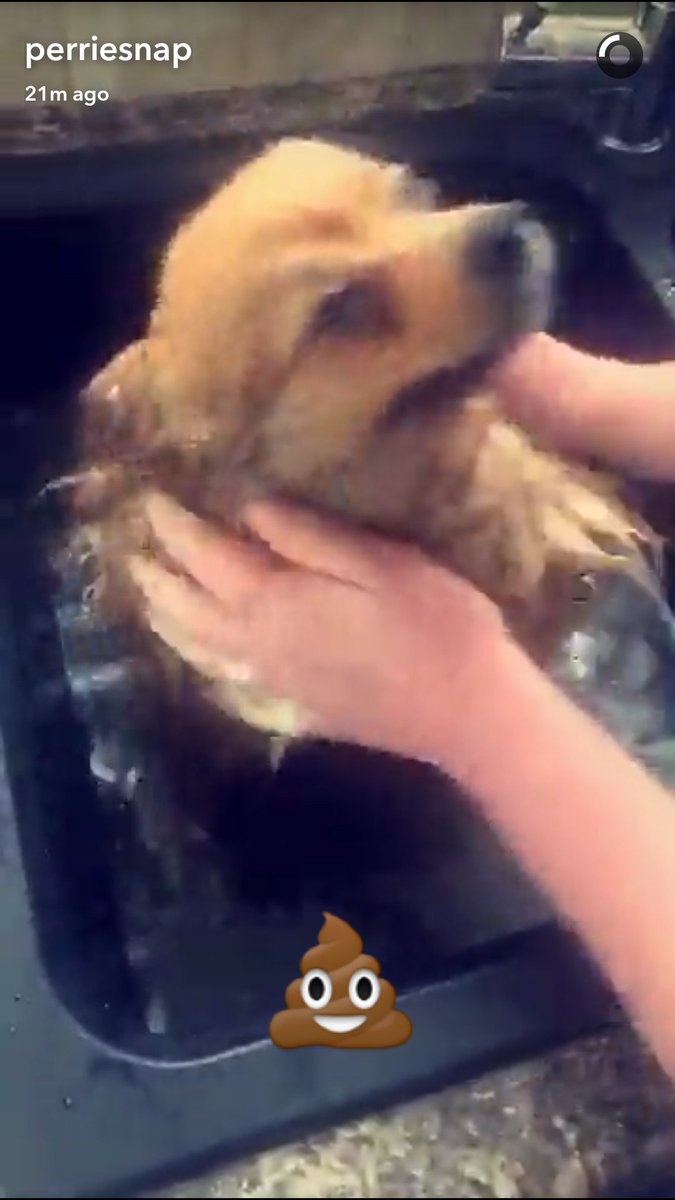 london_mixer's tweet image. Aww how could you be upset with Hatchi? Look at his cute Lil face @LittleMix #Hatchi