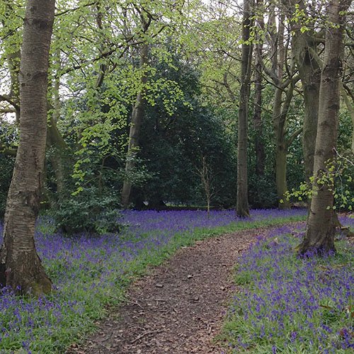 treehooktrook's tweet image. The storms earlier on this year brought down yet another beech whose branches will soon be transformed into products