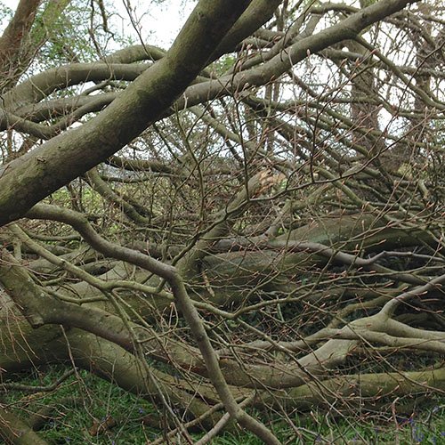 treehooktrook's tweet image. The storms earlier on this year brought down yet another beech whose branches will soon be transformed into products