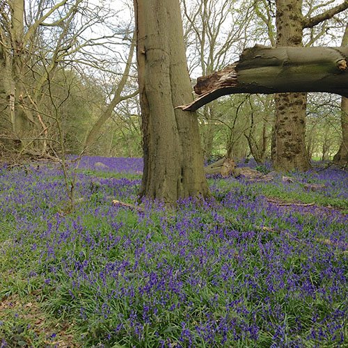 treehooktrook's tweet image. The storms earlier on this year brought down yet another beech whose branches will soon be transformed into products