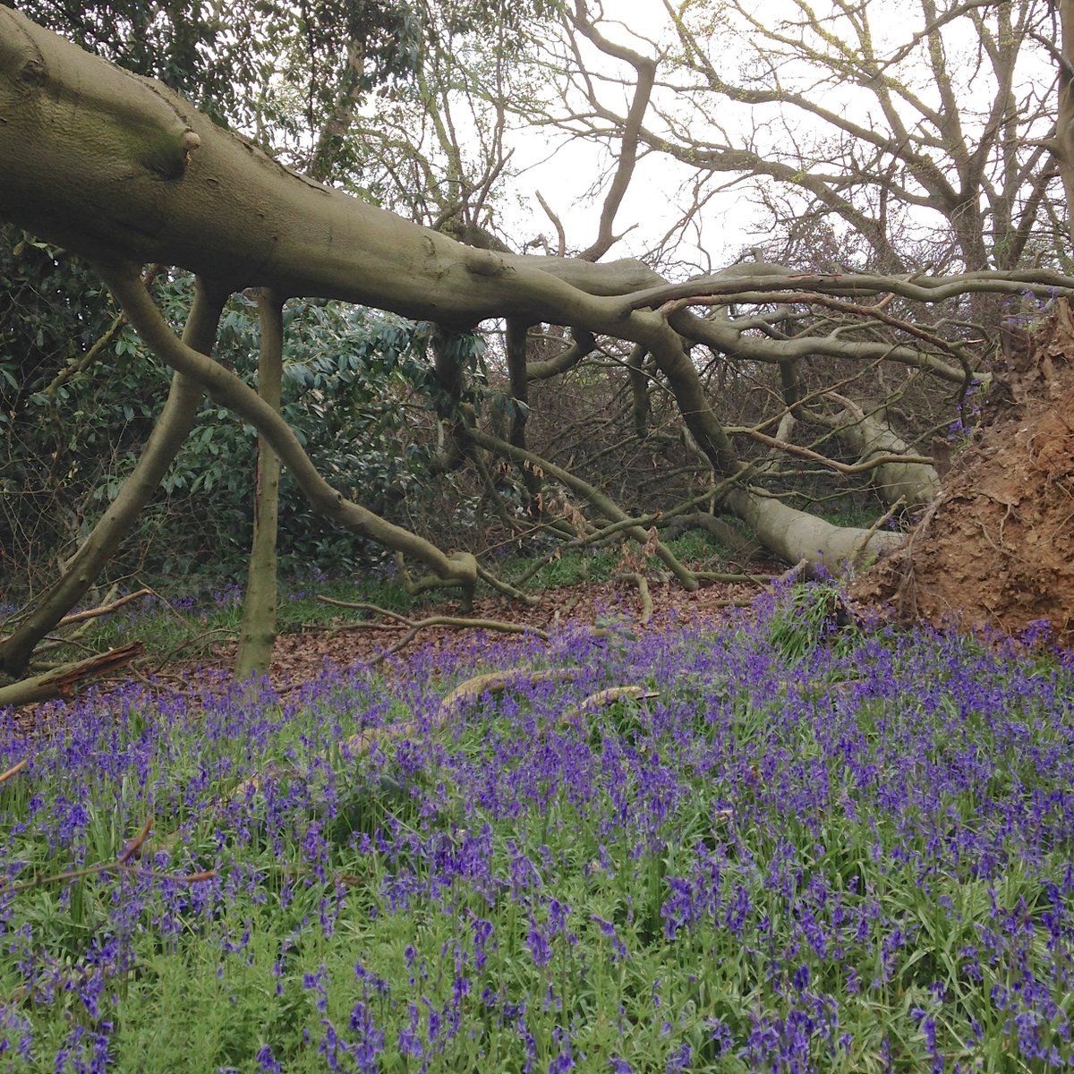treehooktrook's tweet image. The storms earlier on this year brought down yet another beech whose branches will soon be transformed into products