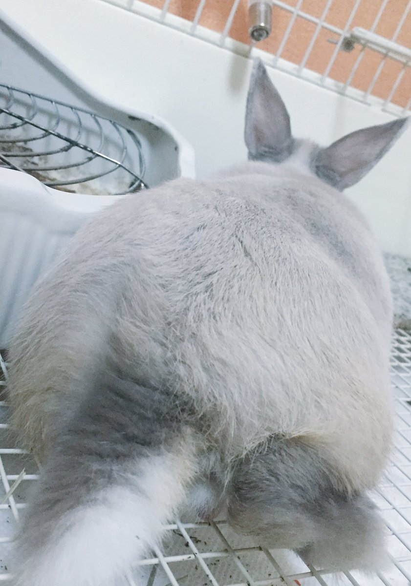 ありす tweet media