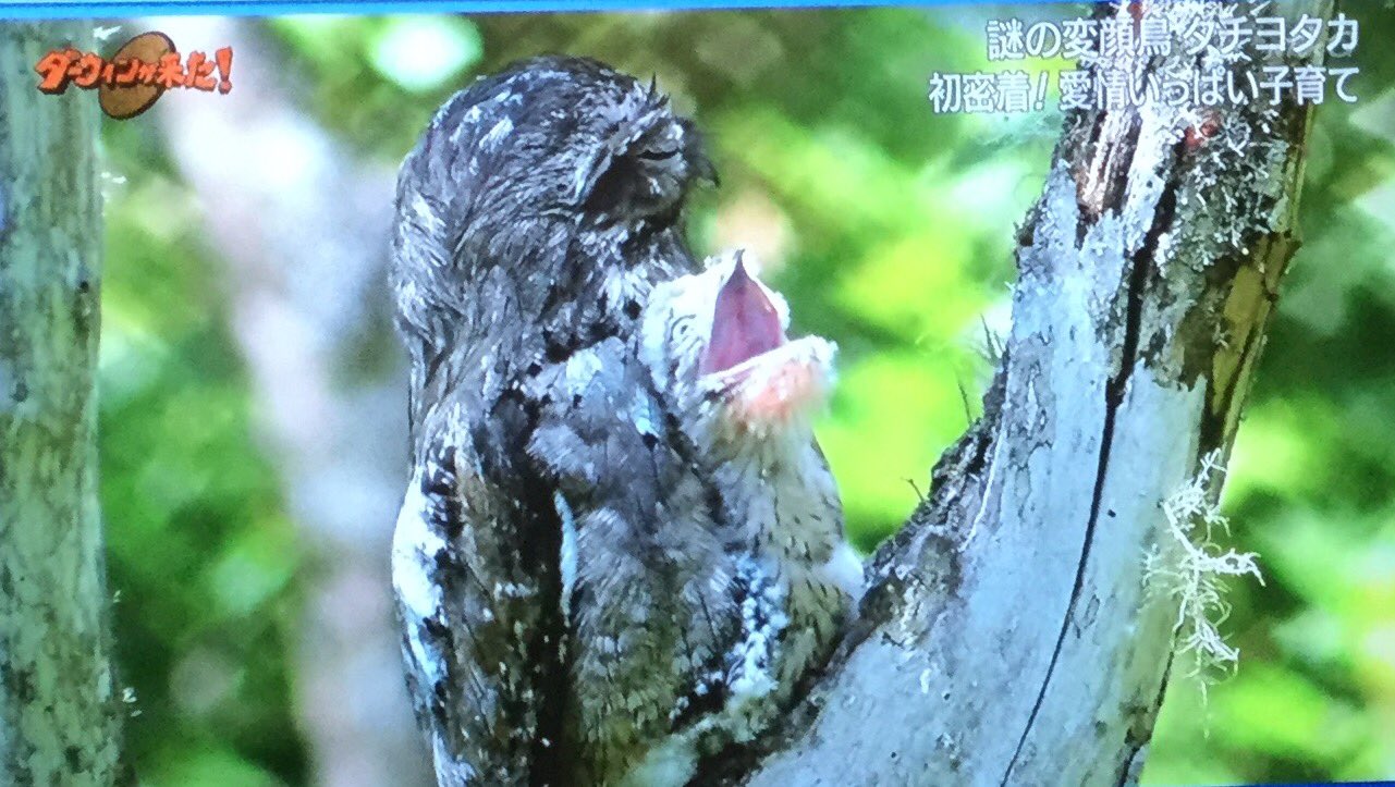 はな 謎の変顔鳥 タチヨタカ ブラジルで発見 時には変顔で ある時は枝に変身して外敵から守り お父さんとお母さんは一羽のヒナ を交代で愛情いっぱいに育てる やがて一人立ちしたヒナも 変身と変顔を身につけ一人立ちしていく 変顔で