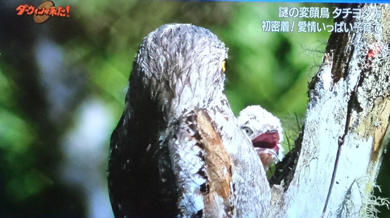 はな 謎の変顔鳥 タチヨタカ ブラジルで発見 時には変顔で ある時は枝に変身して外敵から守り お父さんとお母さんは一羽のヒナ を交代で愛情いっぱいに育てる やがて一人立ちしたヒナも 変身と変顔を身につけ一人立ちしていく 変顔で